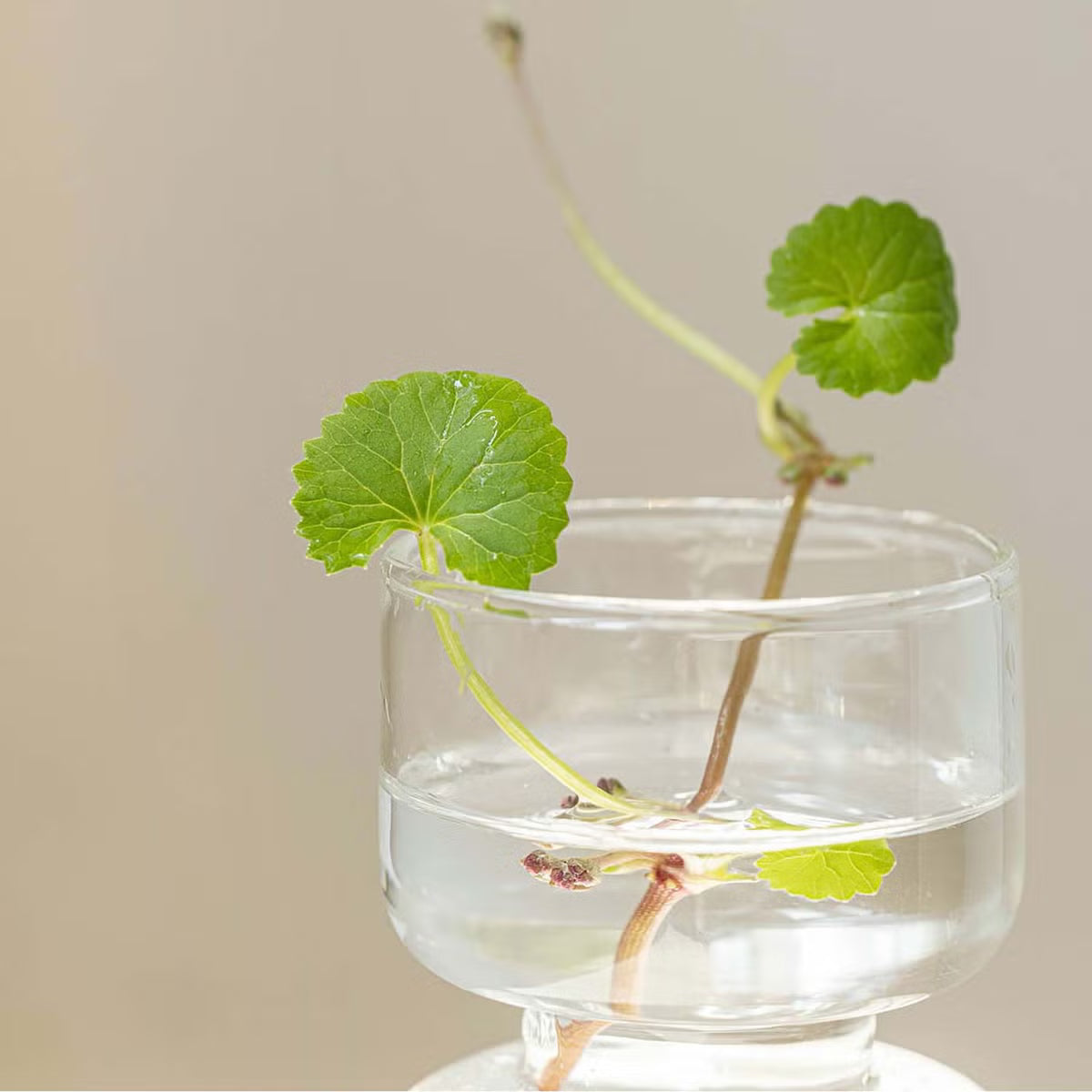 Centella Asiatica Calming Mask